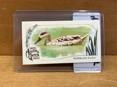 Marbled Duck(2022) Topps Allen & Ginter #MD-3