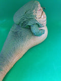 Hasbro 2010 Jabba The Hutt